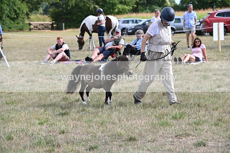 WJ6_7003 - Class 21 Shetland & Mini Horses
