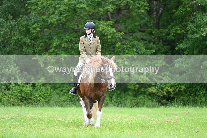 WJ7_4368 - Class 14B Prettiest Mare