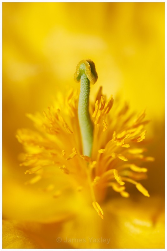 Yellow Horned Poppy Website - Latest Work