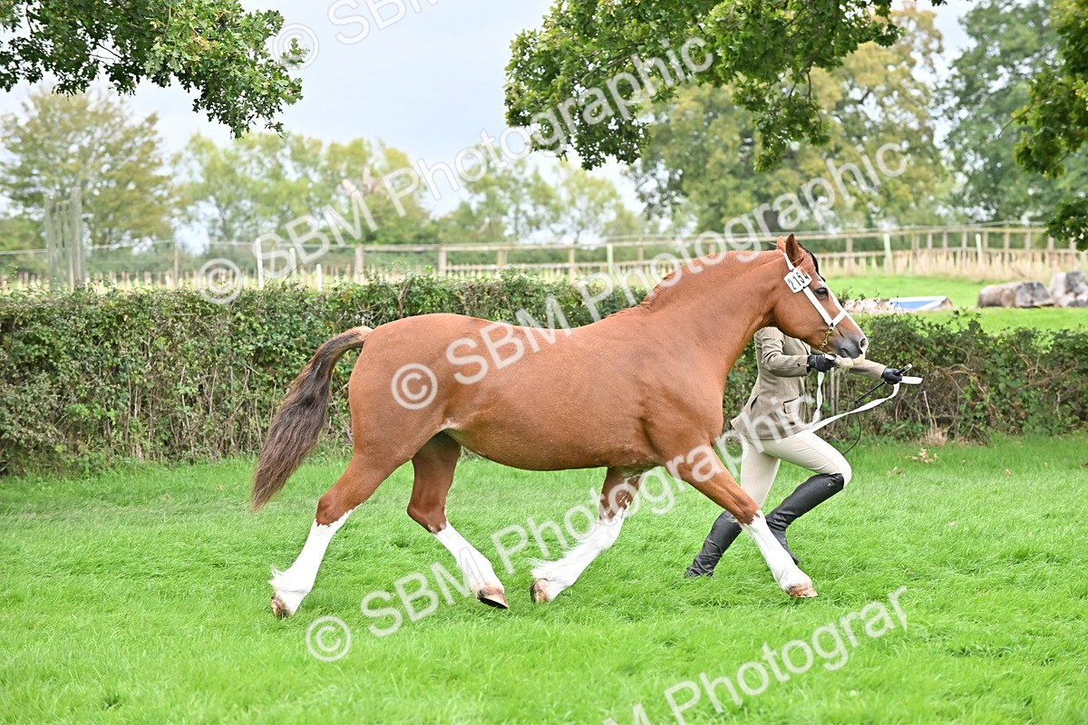 SBM_63299 - S49 - Mountain & Moorland In Hand Large Breeds