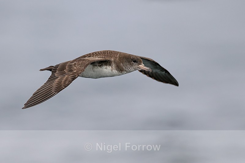 Pink-footed Shearwater in flight, Chile - Pink-footed Shearwater