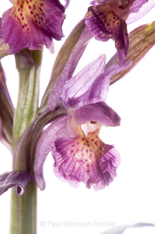  - WB: Orchids - Various
