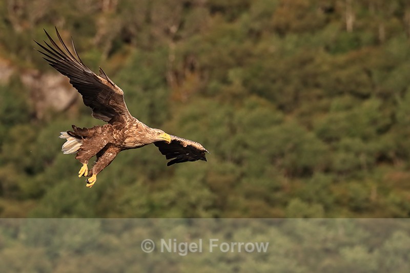 White-tailed Sea-Eagle gliding, trees background, Norway - White-tailed Sea-Eagle