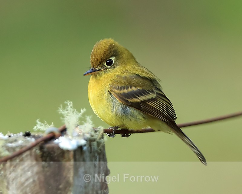 Yellowish Flycatcher, close, Costa Rica - Yellowish Flycatcher