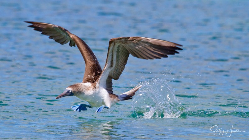 Blue-Footed Booby 6
