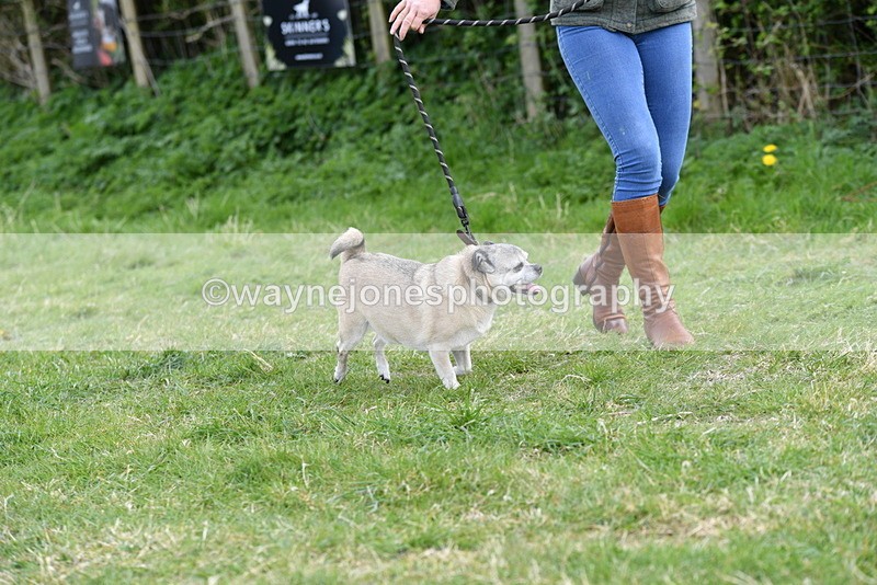 WJ5_0090 - Class 5 Best Veteran / 7 years & over