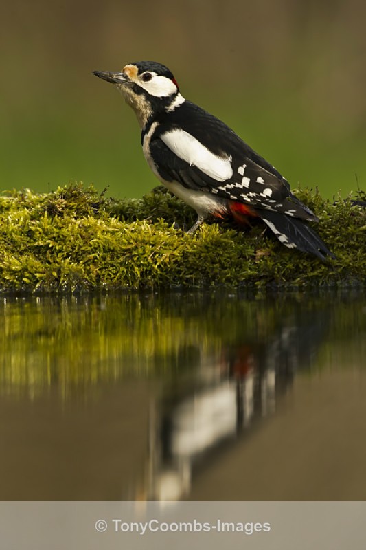Great-spotted Woodpecker - Drinking Pool Hides