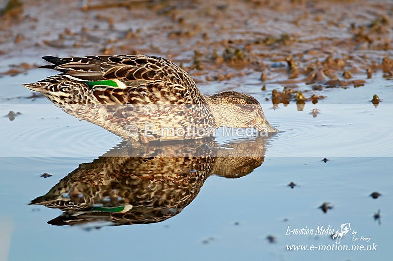 Shoveler f 300412  1 - Nature
