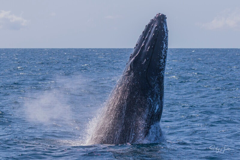 0A3A3374 Adult Head Lunge 1 - 2024 Whale Photos