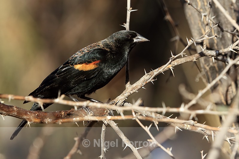 Red-winged Blackbird (male), Bosque del Apache, New Mexico - Red-winged Blackbird