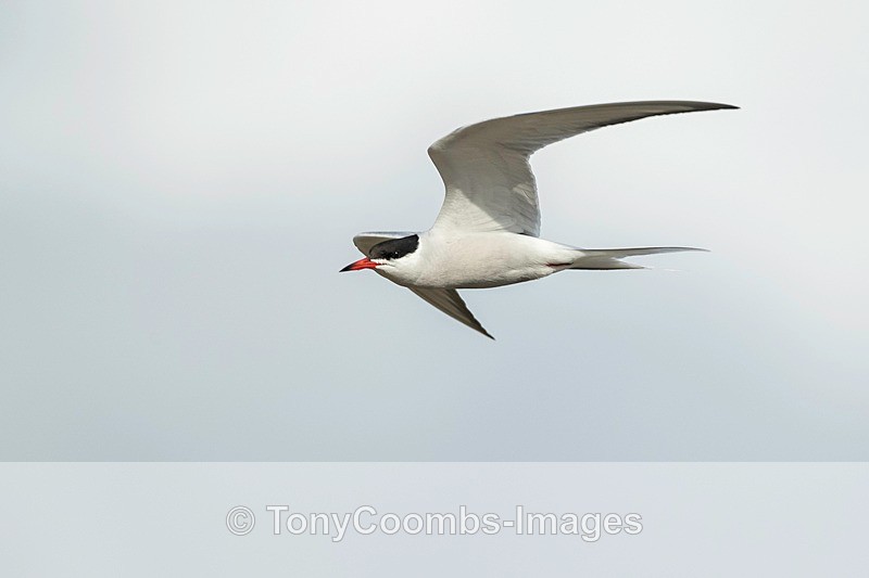 Common Tern - Lesvos ~ Other Birds