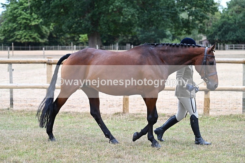 WJ7_8971 - Class 4a Prettiest Mare 14.2hh and over