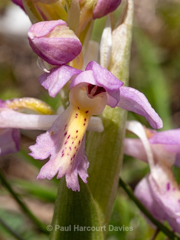 Hybrid Orchis - Orchis x colemanii ( Orchis mascula x O. pauciflora) - Wild Orchids - 2