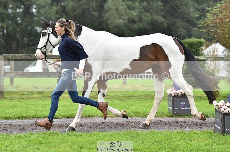 231018-122414-00267 - 033-COUNTRY.TIGER.LILLY-Milla.Read-TrotUp