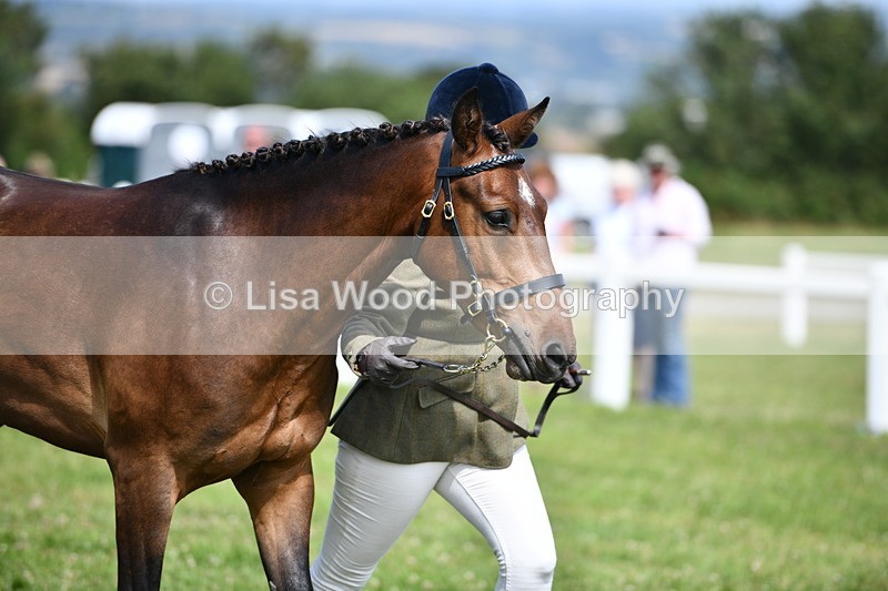 DSC_8387 - Class 68: Part Bred In Hand M & M