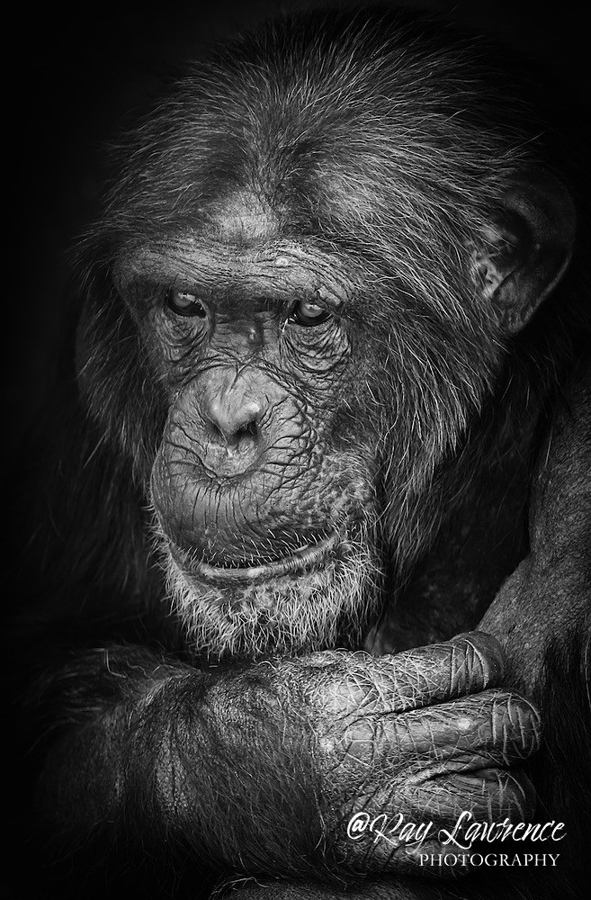 Thoughtful -_M8D7681 - Wildlife - Other