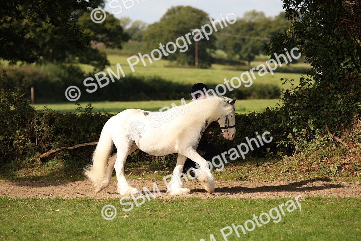 SBM_62174 - S55 - Traditional Cob In Hand
