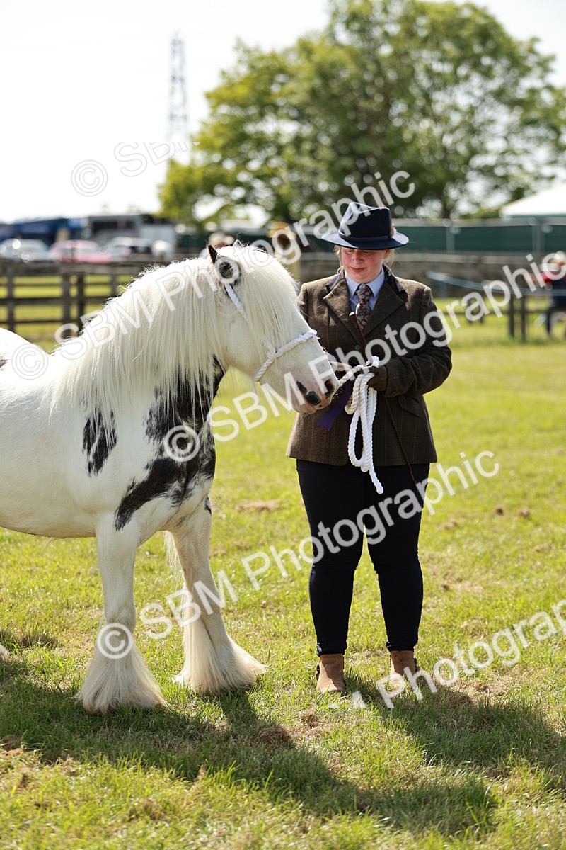 SBM_08719 - Class 63-65 - Traditional Gypsy Cobs In Hand & Ridden