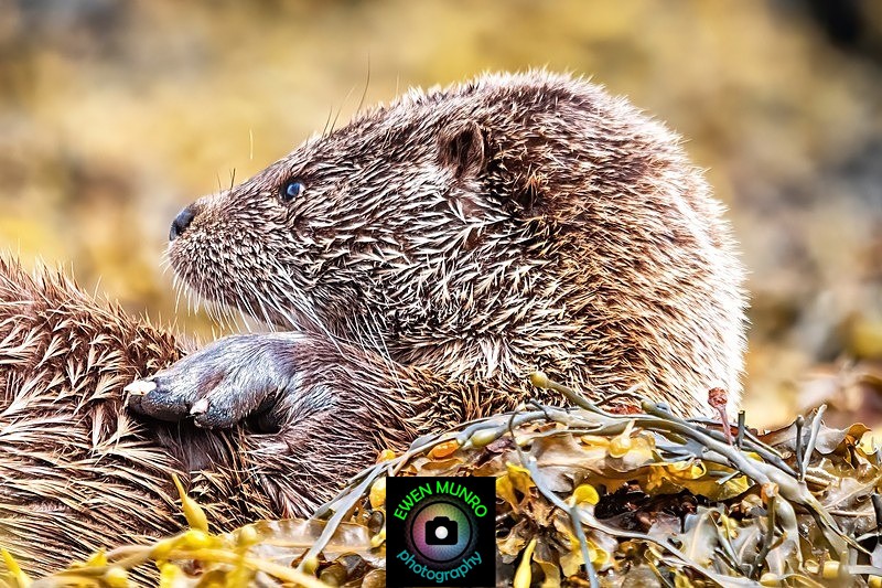 DO-06-Loch Spelvie, Isle of Mull - 'DRATSIE' (AKA Otters)