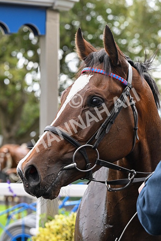 160926-Race 3-Myesme-0226 - Race 3 3.18pm Napoleons Casino And Restaurant Hull EBF Fillies' Novice Stakes