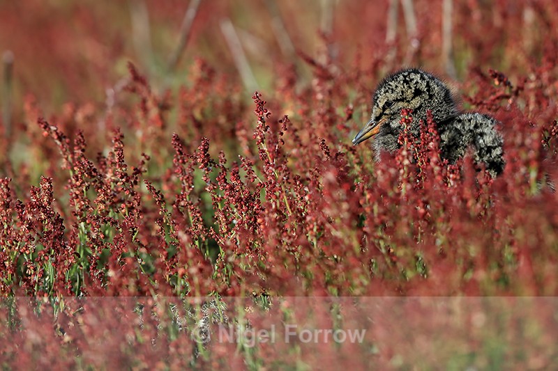 Magellanic Oystercatcher chick, Carcass Island, Falklands - Magellanic Oystercatcher