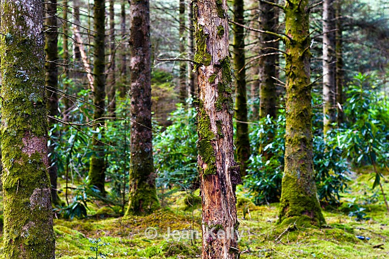 Tree - 1090 - Trees