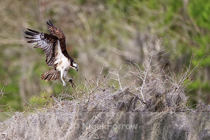 Osprey landing at nest, Blue Cypress Lake, Florida - Osprey
