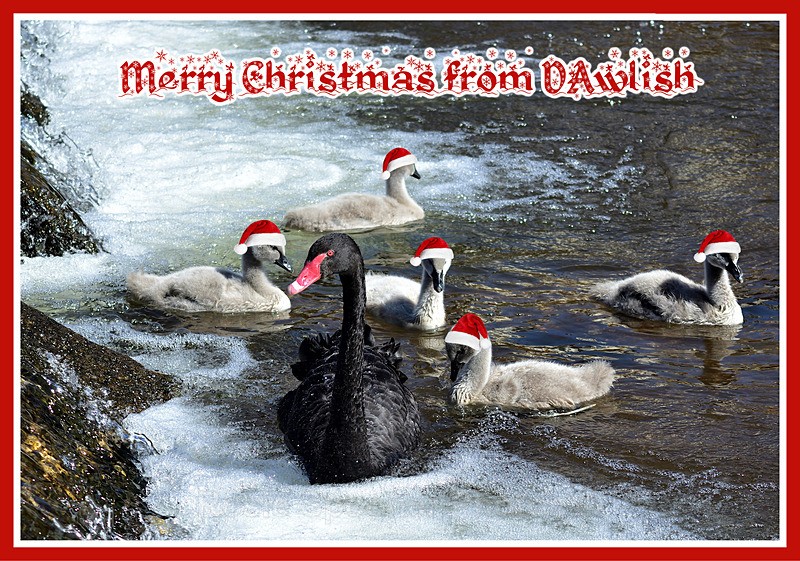 Sold out XM03  Black Swan Family ready for Christmas - Xmas Cards Dawlish