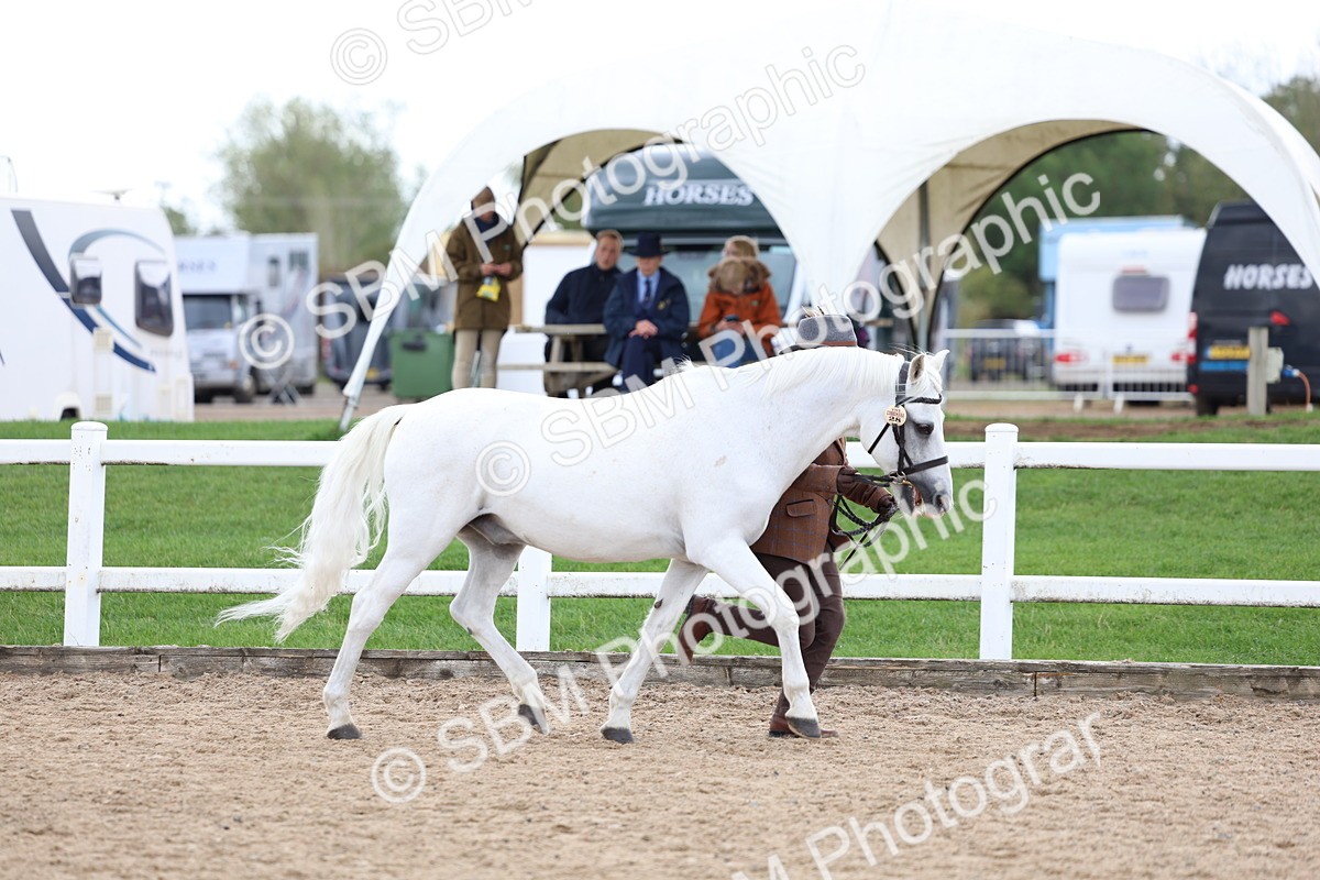 SBM_05015 - Class 27 - IH Competition Horse or Pony