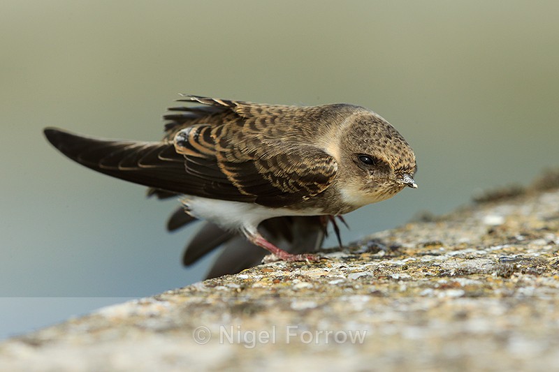 Sand Martin having a stretch on the causeway at Farmoor Reservoir - Sand Martin