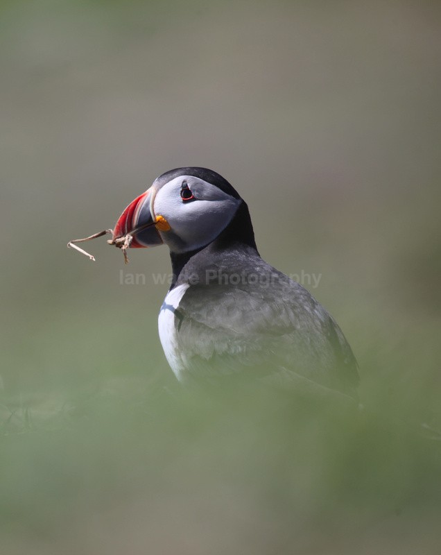 Puffin Skomer Island in Wales - Birds, swans and gulls