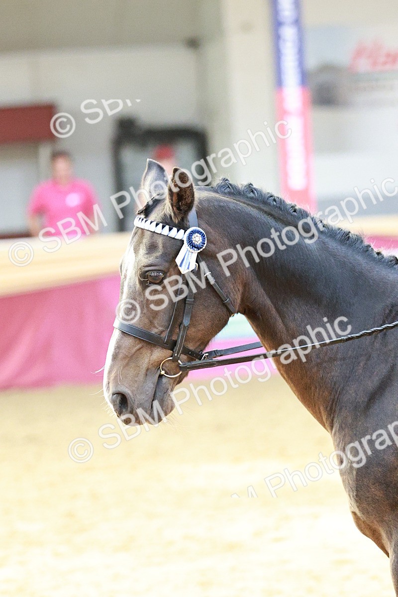 SBM_08286 - Class 11R - Regional Ridden Veteran