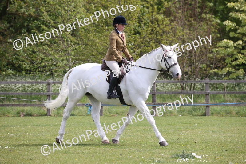 20260426-4335 - Class 34 - Best Riding Horse Over 14.2hh