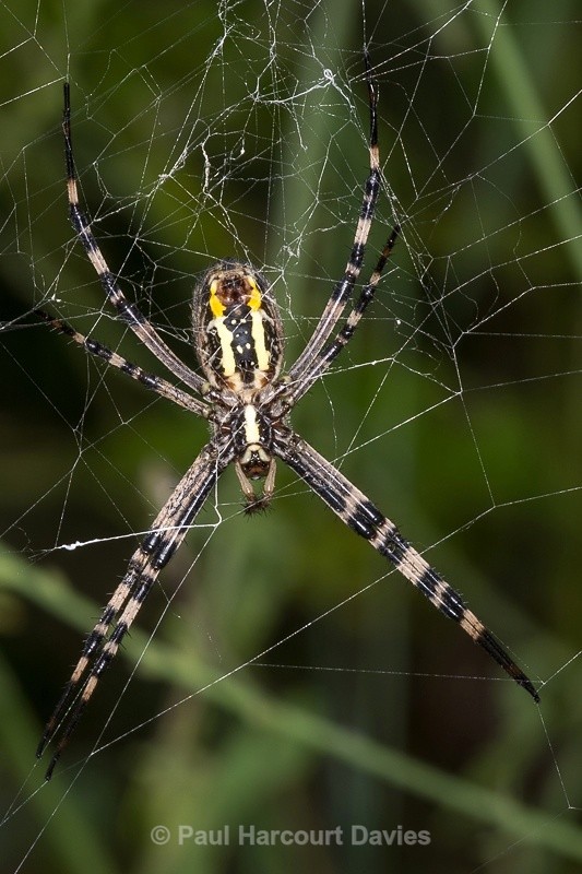  - Bugs: Spiders