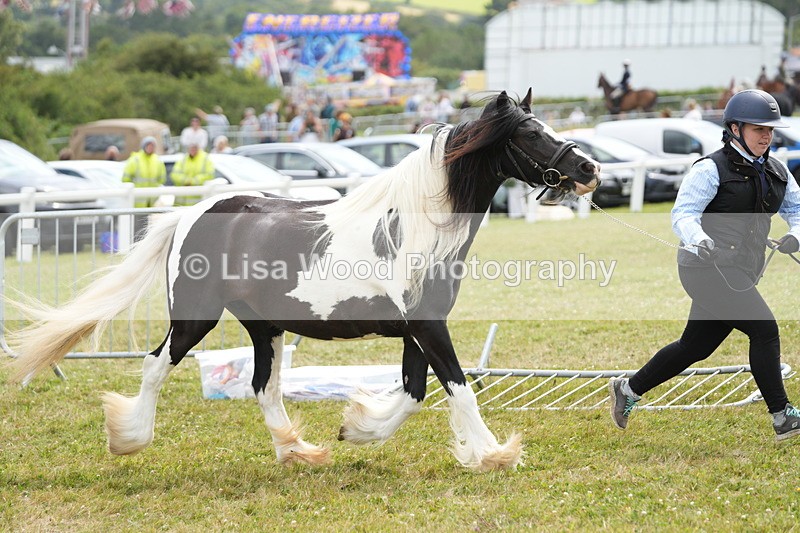 DSC06815 - Class 60: Coloured Pony 4yrs & over