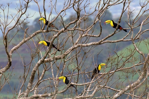  - Birds of Costa Rica and Mauritius