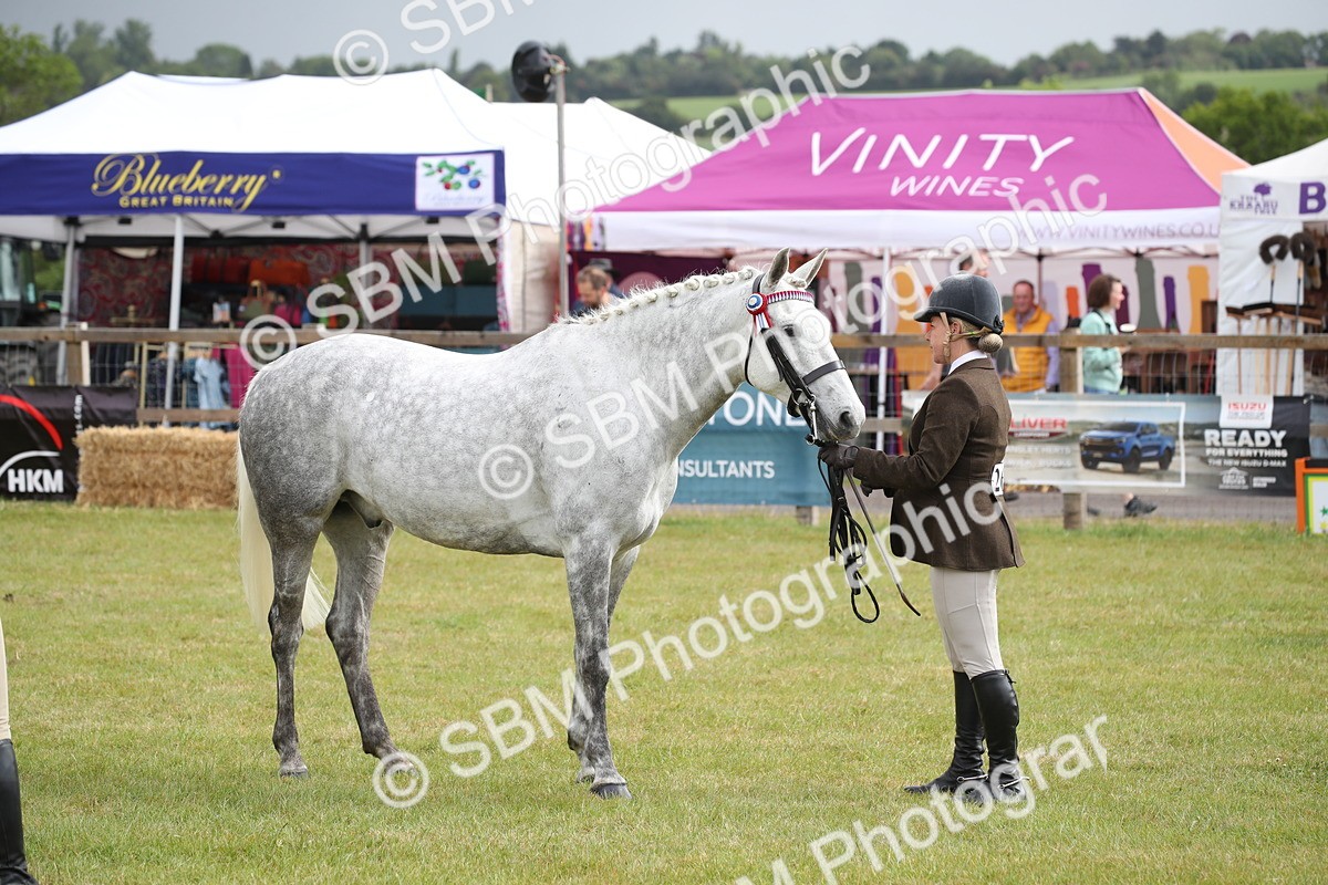SBM_13162 - Class 95-96 - LIHS BSHA Rising Star Hack Riding Horse
