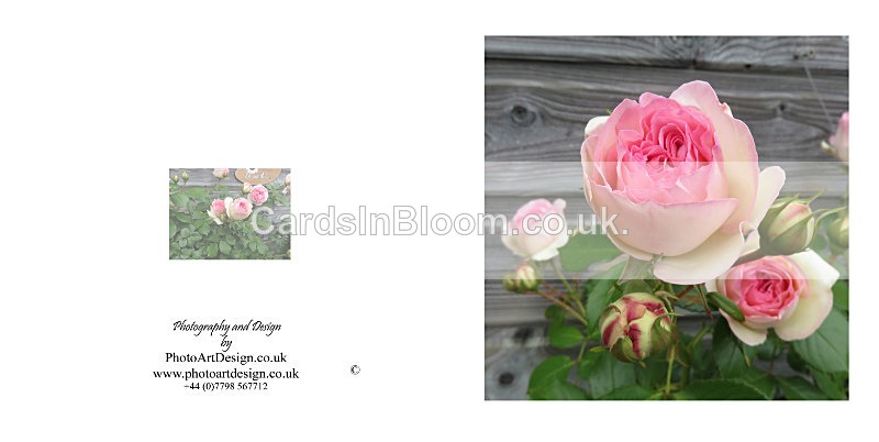 032 Climbing Rose - FLORAL GREETING CARDS