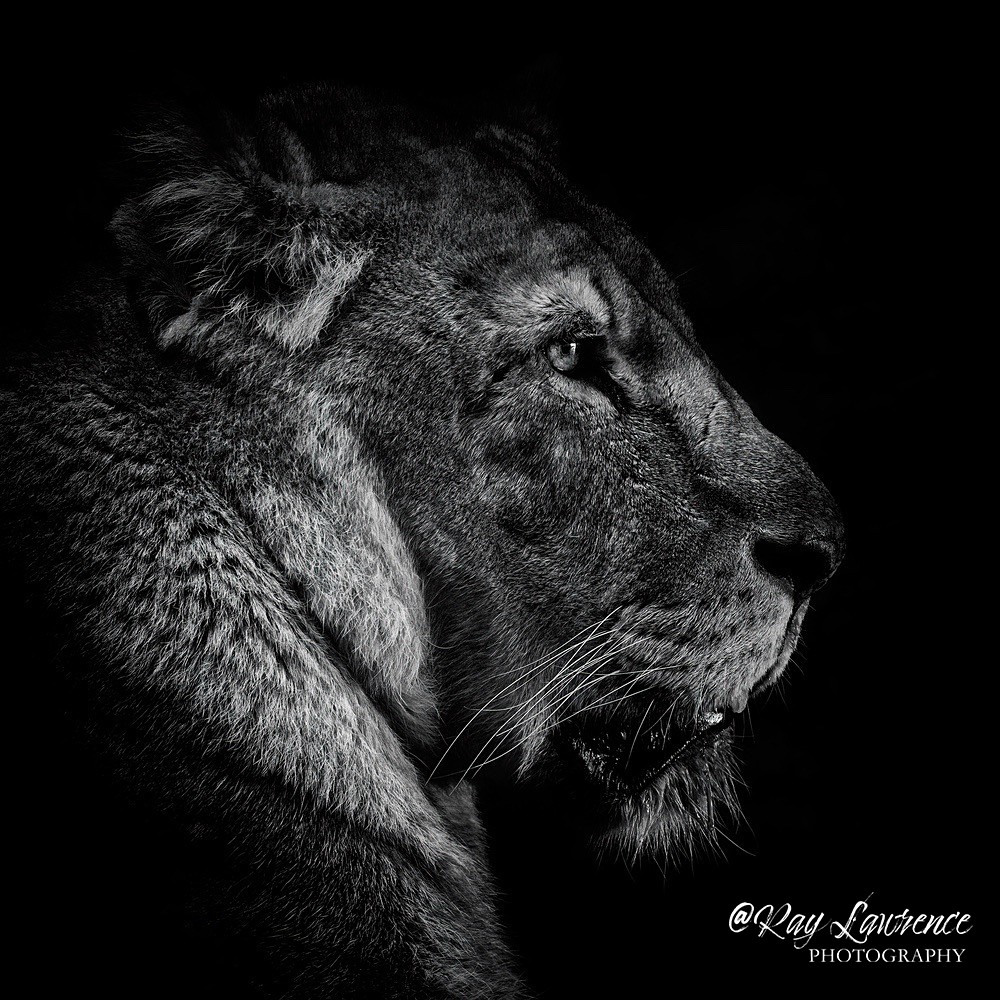 RLP_3689-1070 - Monochrome Zoo