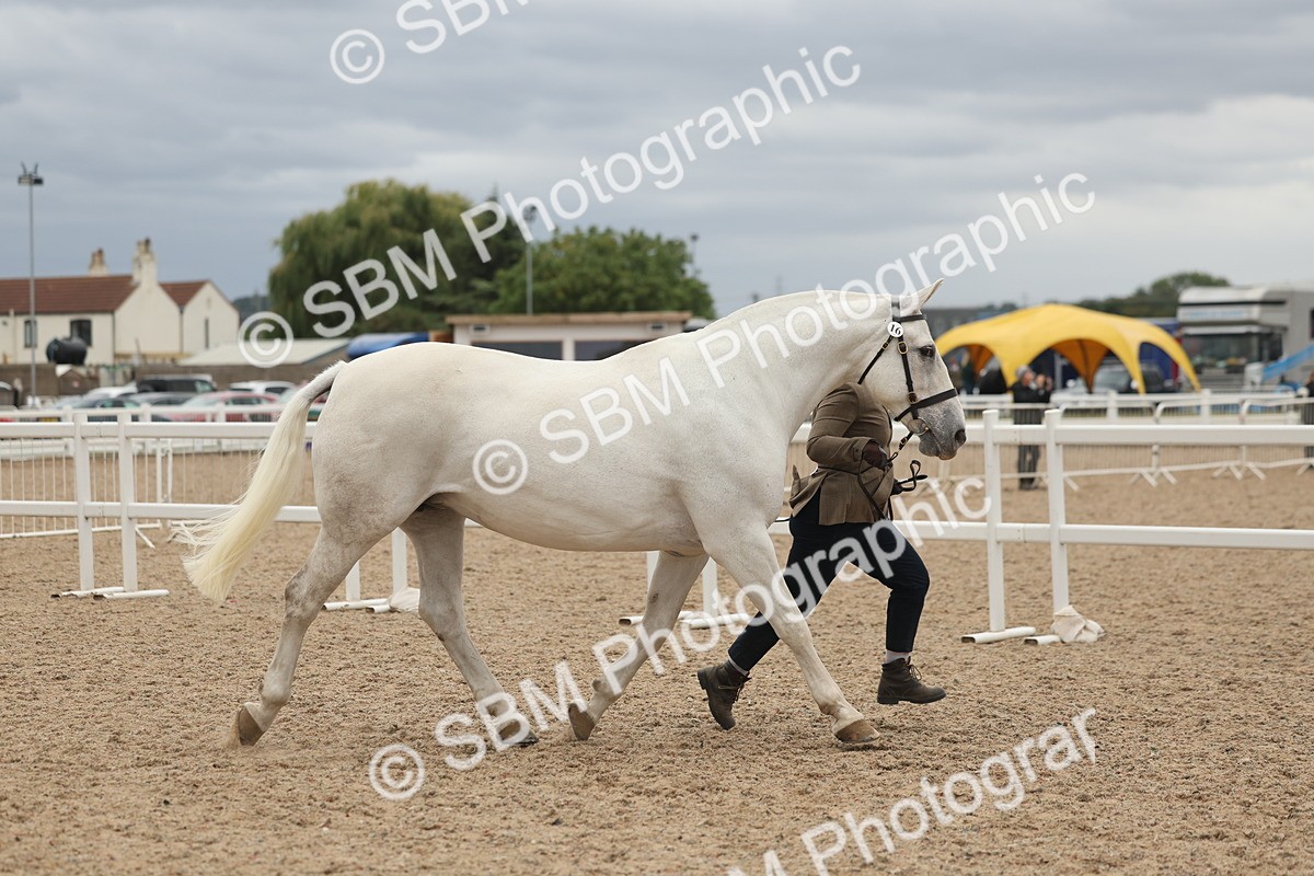 SBM_19282 - Class 317 - IH Pure Bred Horse-Pony