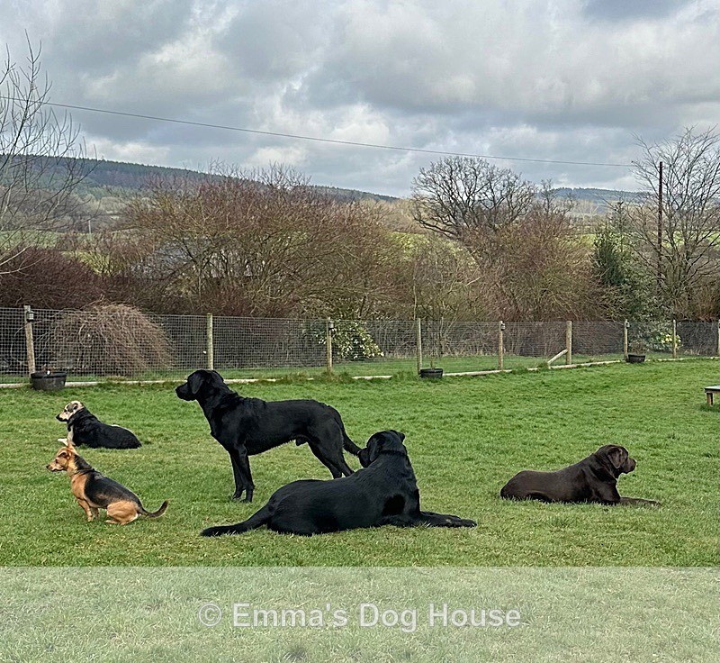  - Dogs