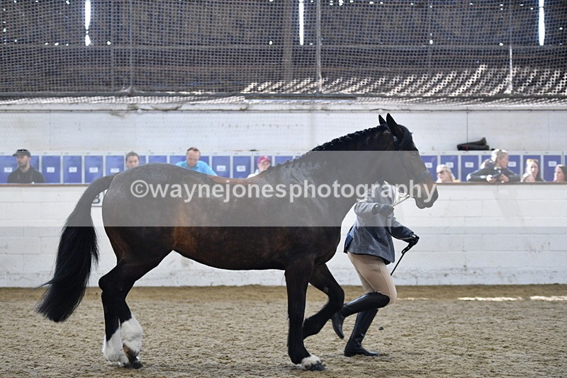 WJ5_4725 - Class 3 Part Bred In hand