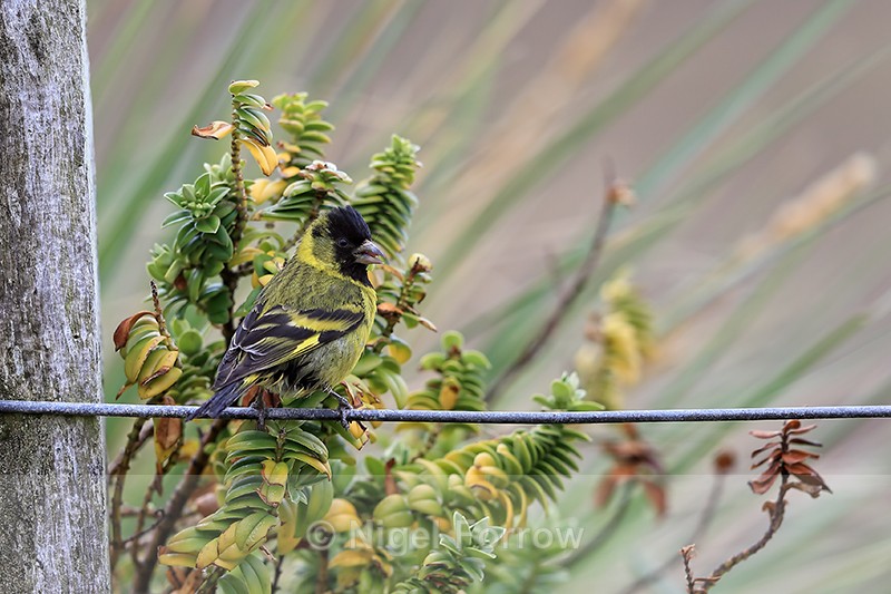 Male Black-chinned Siskin, Sea Lion Island, Falklands - Black-chinned Siskin
