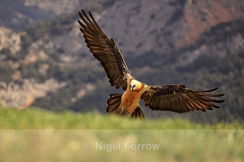 Lammergeier about to land, Catalonia, Spain - Lammergeier