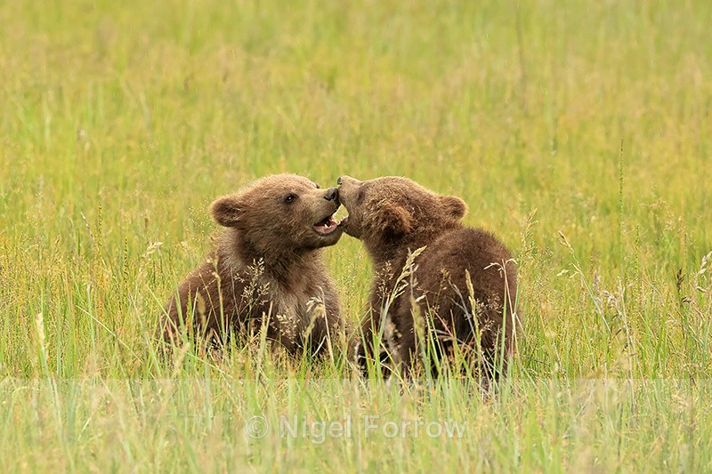 Two Brown Bear cubs interacting, Silver Salmon Creek, Alaska - Brown Bear