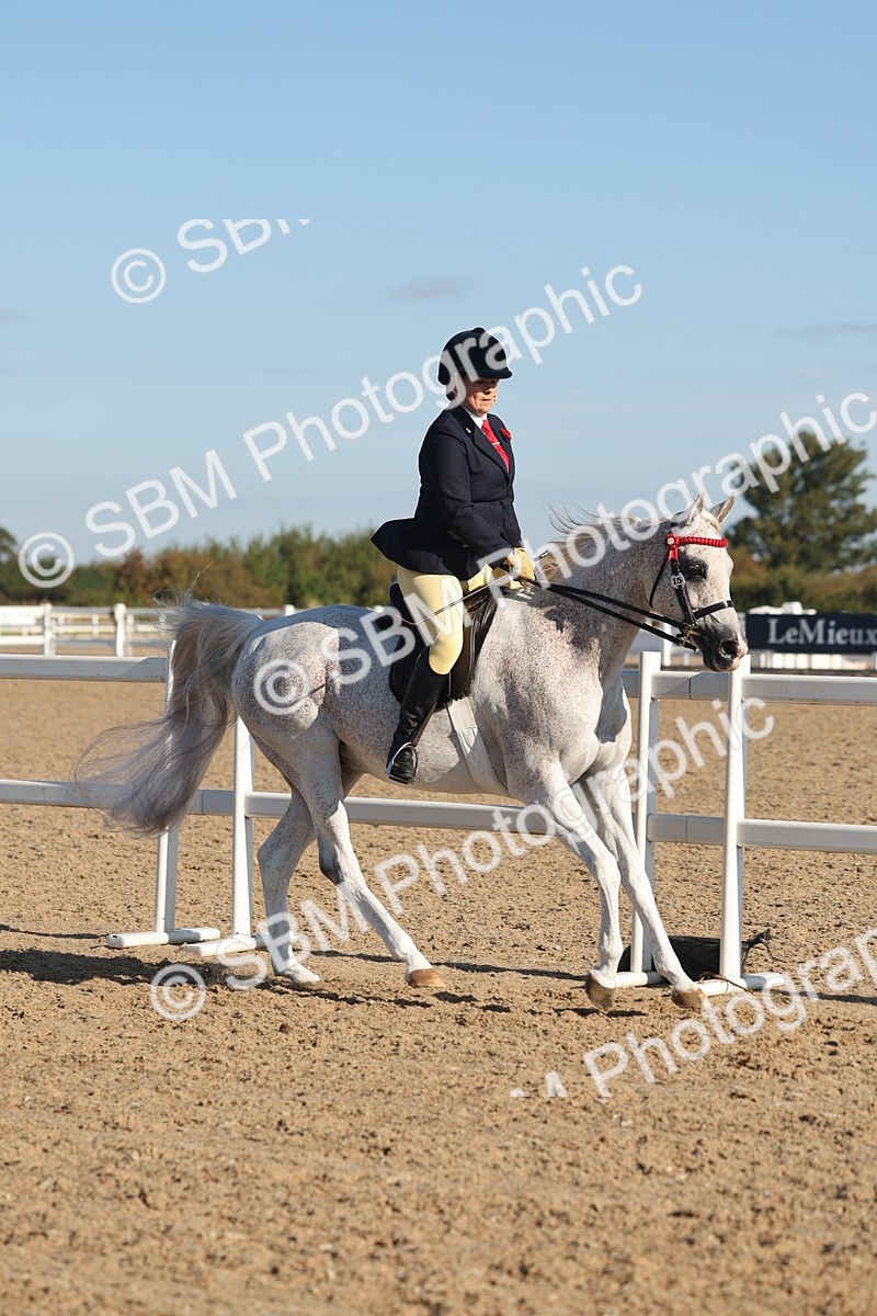SBM_12177 - Class 303 - Ridden Pure Bred Horse Pony