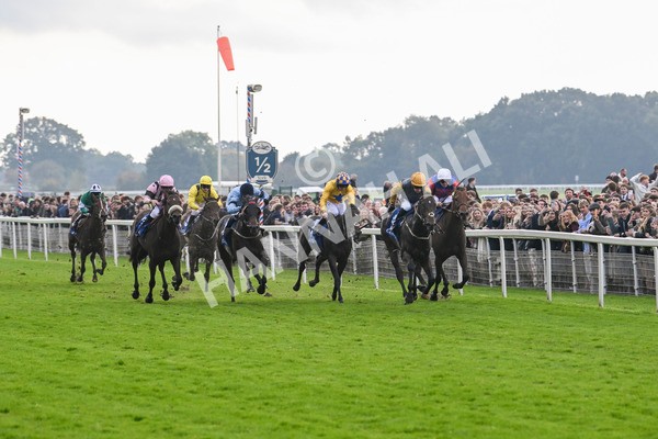 121024-Race 1-Jungle Drums-2518 - Race 1 1.30pm Coral Rockingham Stakes