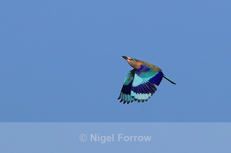 Indian Roller flying, wings down, Panna, Madhya Pradesh, India - Indian Roller