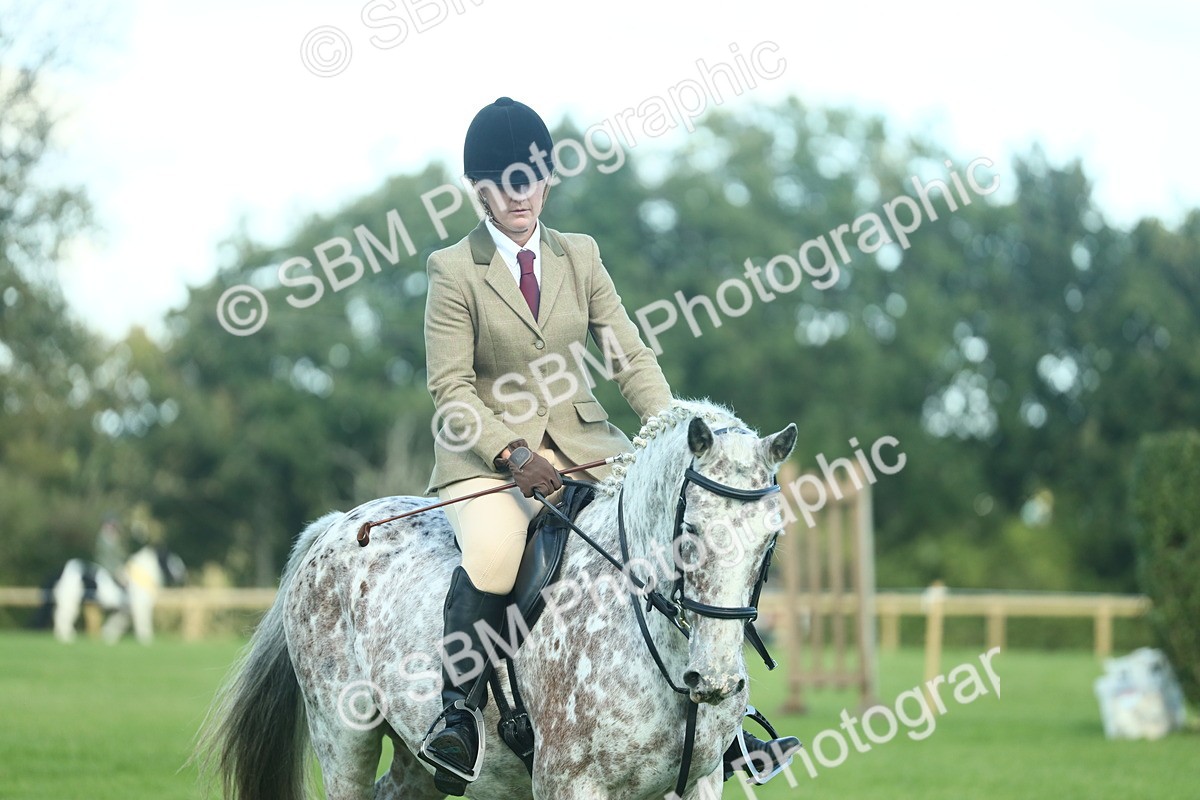 SBM_39240 - S29 - Novice & Newcomers Working Hunter Pony