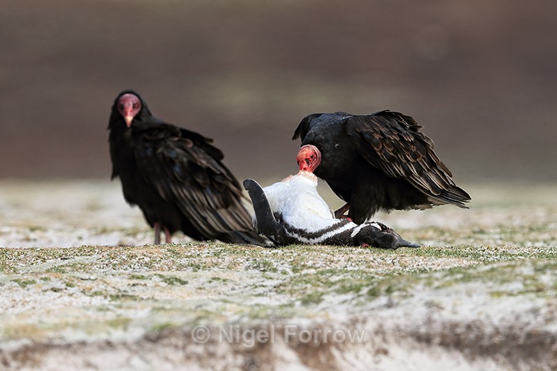 Turkey Vulture eating dead penguin, Volunteer Point, Falklands - Turkey Vulture